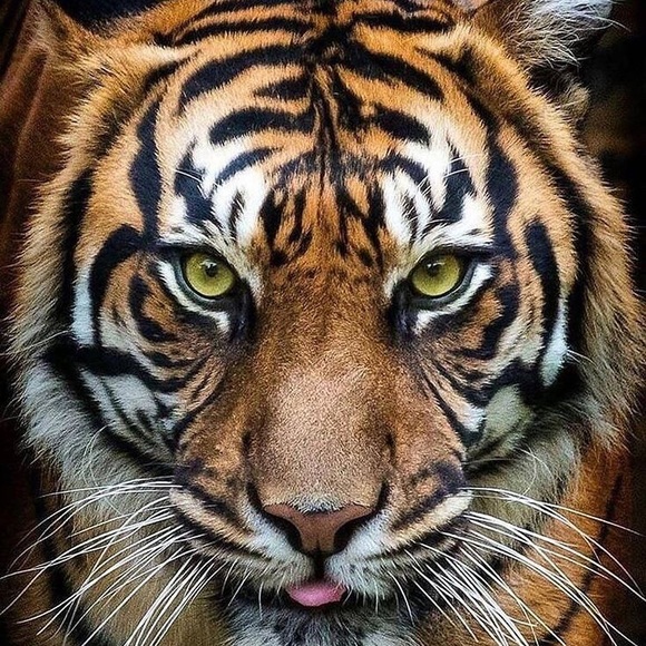 Meet your Posher, Edith - Picture 1 of 1